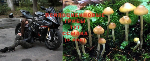 спиды Ельня